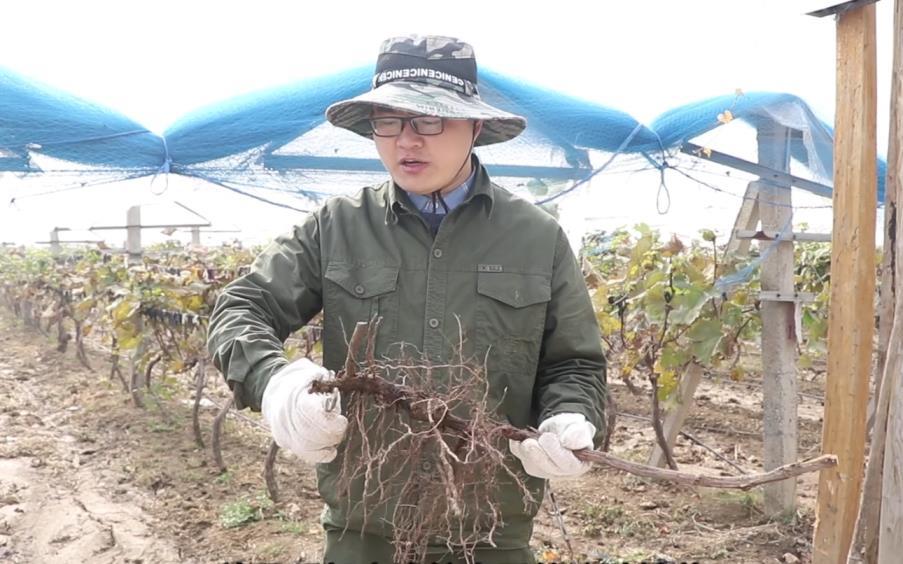 盆栽葡萄如何种植，详解盆栽葡萄栽培技术