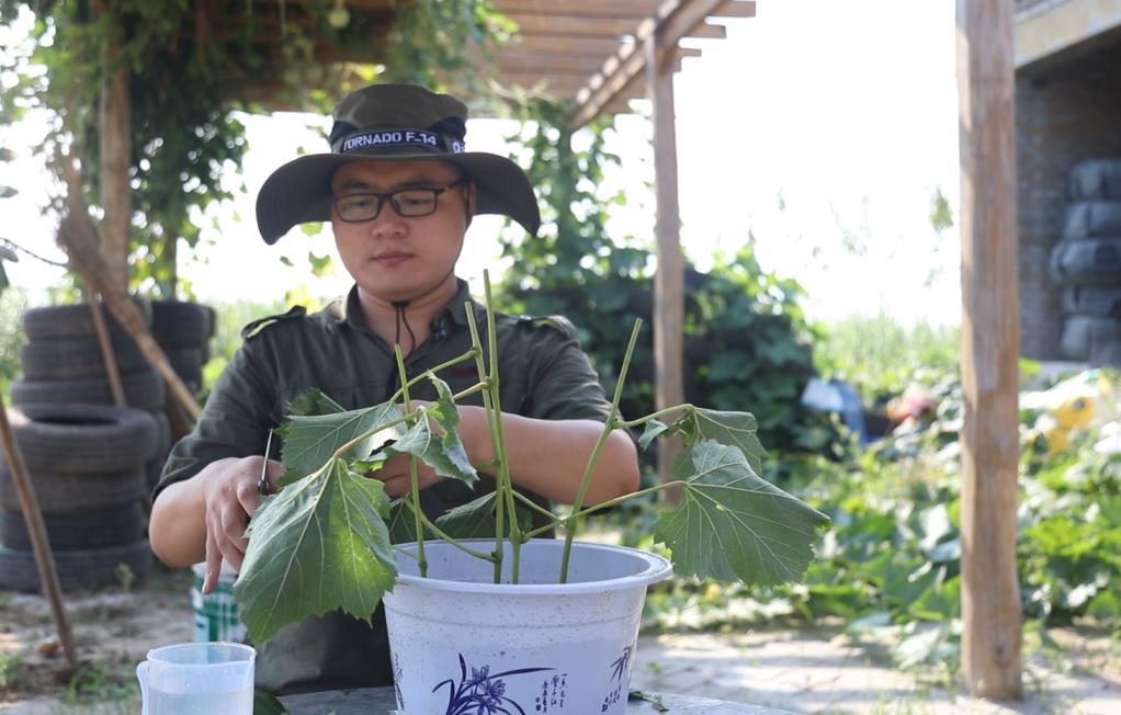 盆栽葡萄如何种植，详解盆栽葡萄栽培技术