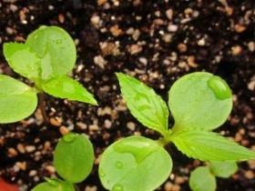 凤仙花的种子怎么种，有关种植凤仙花的技巧