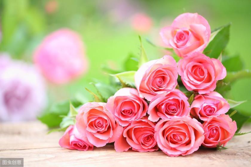 玫瑰数量代表的意义是什么，描述玫瑰的象征及寓意
