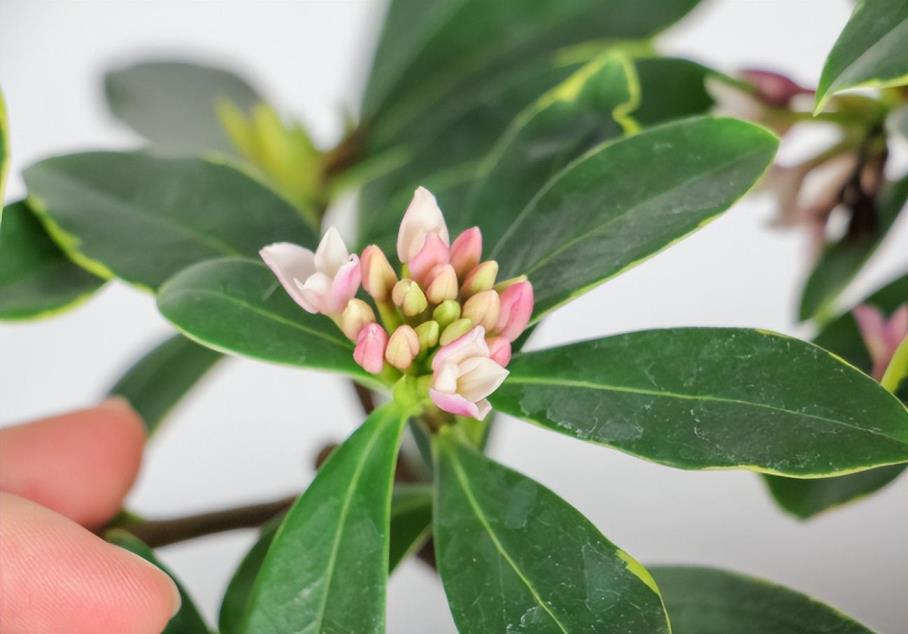 瑞香花怎么养护它才开花，家养瑞香花的窍门