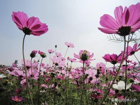 菊花品种及花语介绍，描述菊花的象征意义