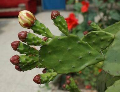 仙人掌花语开花什么意思，简述仙人掌代表的含义