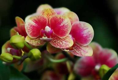 蝴蝶兰花是什么季节开的，关于蝴蝶兰开花时间