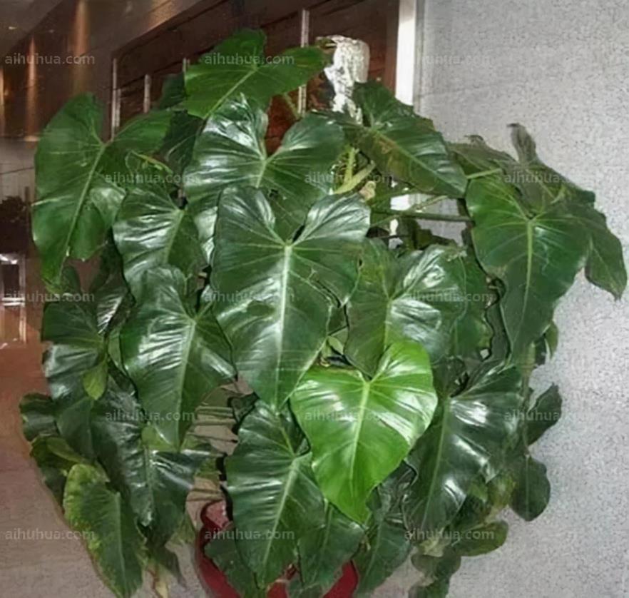 如何养绿植盆栽，适合长期放在室内的植物