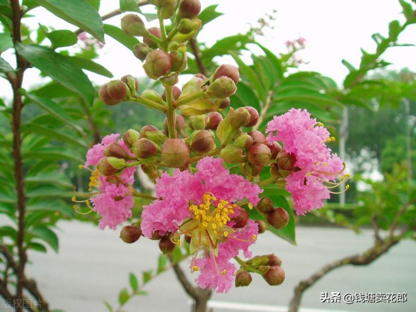 紫薇的花语是什么，简述紫薇花的象征意义