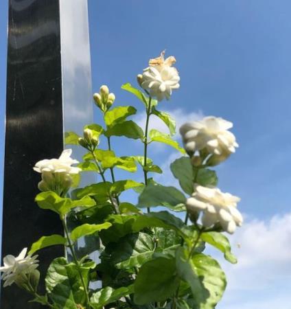 刚移栽的茉莉花怎么养，教你茉莉花换盆技巧