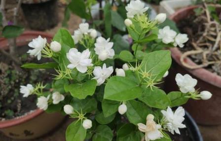 刚移栽的茉莉花怎么养，教你茉莉花换盆技巧