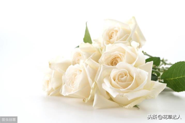 白色玫瑰的寓意是什么意思，了解白玫瑰的象征含义