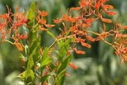 火焰兰鲜花如何养，火焰兰的种植方法讲解