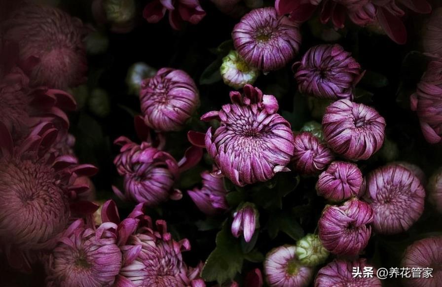 菊花的品种有哪些，比较常见的菊花种类介绍