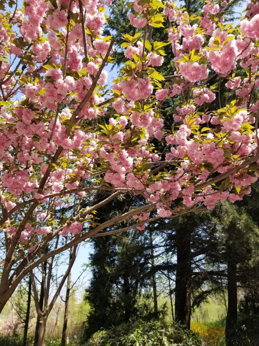 樱花的种类有哪些，常见樱花品种及图片大全