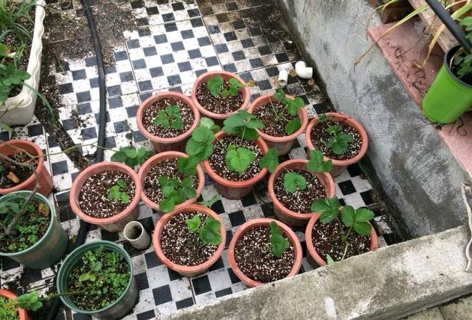 草莓种子怎么种植，家庭阳台草莓种植方法