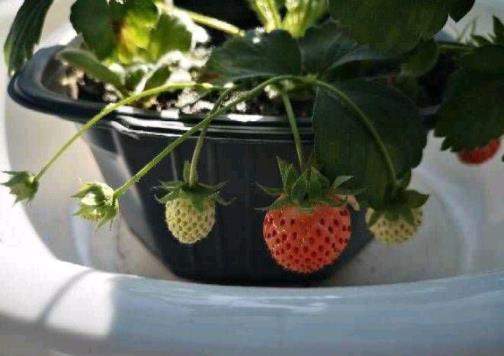 草莓种子怎么种植，家庭阳台草莓种植方法