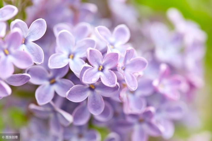 蓝丁香花期什么时候，了解丁香的开花时间