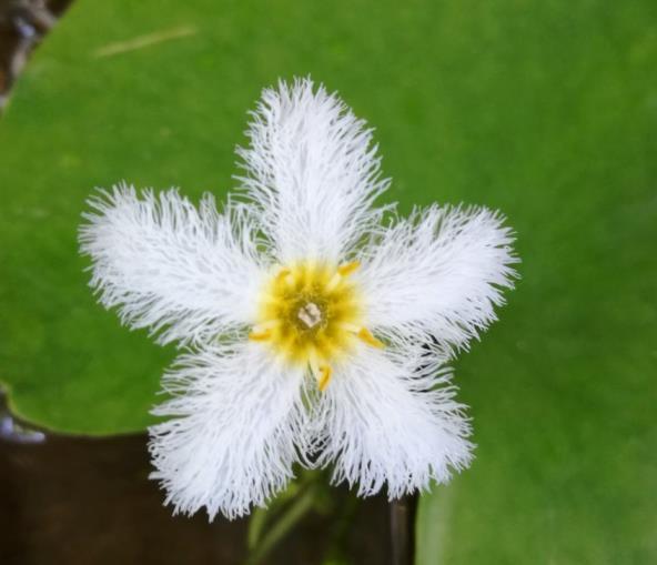 花期长水培花卉有哪些，超好养的水培花卉大全