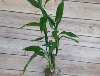 富贵竹的扦插繁殖方式是什么，栽培富贵竹的技术要点