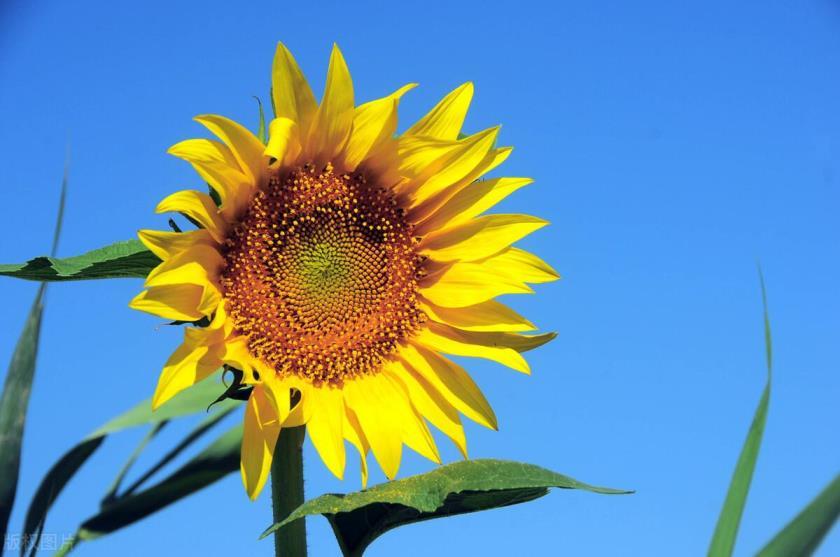 向日葵在几点开花有什么特点，描述向日葵的花期季节