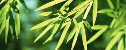 凤尾竹叶子发黄是什么原因，轻松解决黄叶的步骤