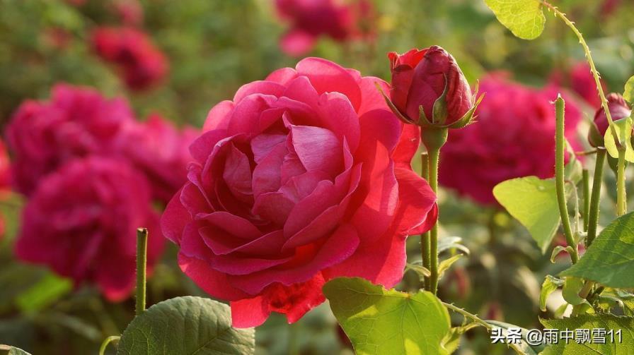 玫瑰花怎么养家庭养法，养盆栽玫瑰花的正确方法讲解