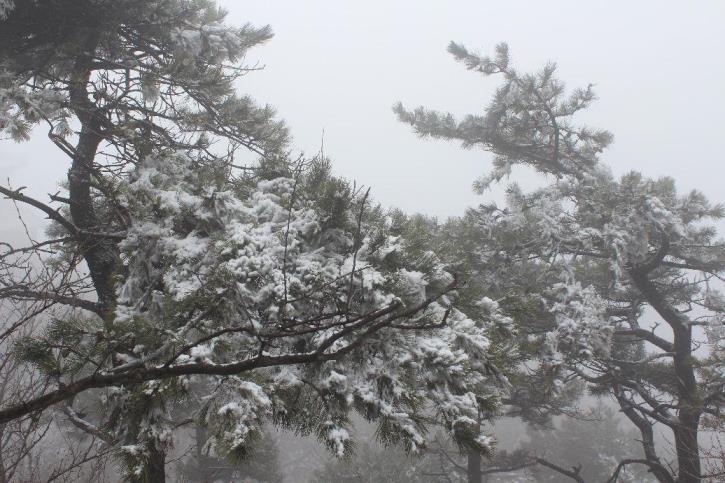 雪松象征着什么样的人，描述雪松代表的意义