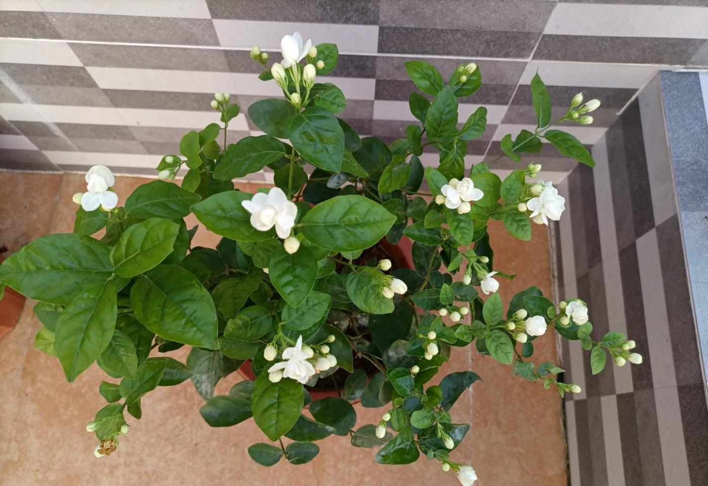 盆栽茉莉花怎么养护，种植茉莉的妙招介绍