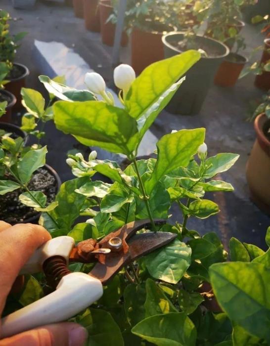 盆栽茉莉花怎么养护，种植茉莉的妙招介绍