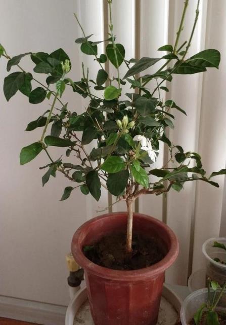 盆栽茉莉花怎么养护，种植茉莉的妙招介绍