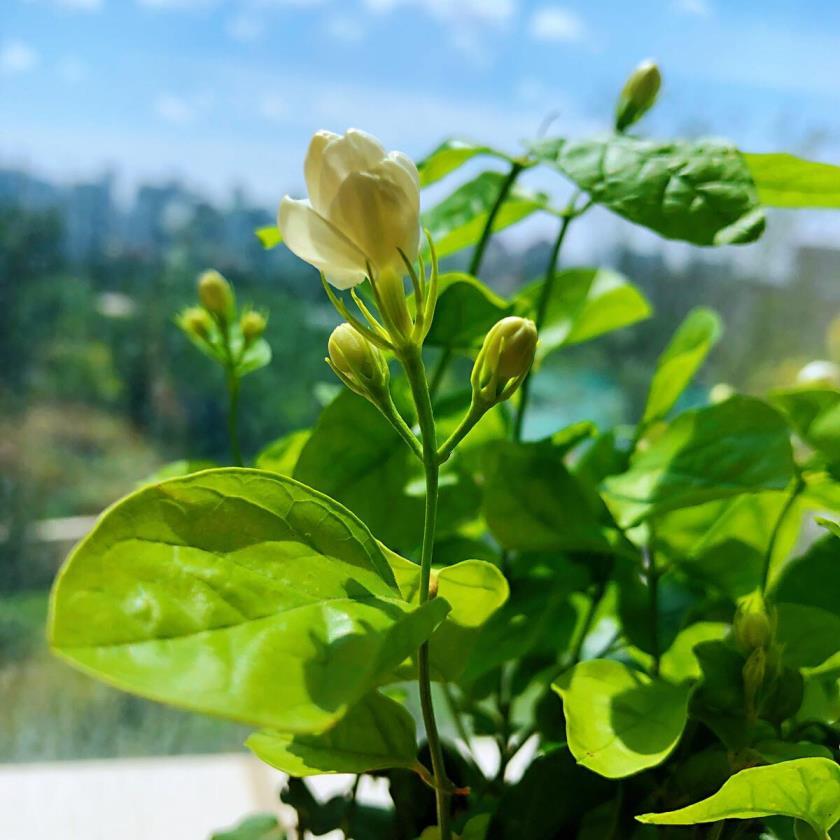 盆栽茉莉花怎么养护，种植茉莉的妙招介绍