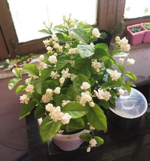 盆栽茉莉花怎么养护，种植茉莉的妙招介绍