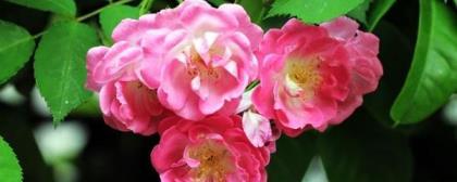 蔷薇怎么种植，蔷薇扦插季节与方法