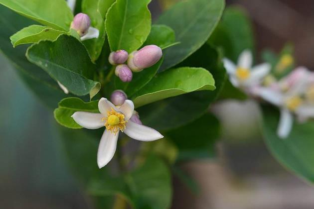 石榴花几月开花怎么养殖方法，养护石榴花的妙招