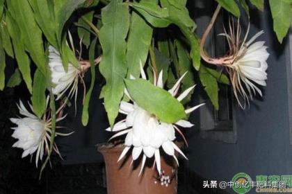 昙花栽培养殖技术，有关昙花种植方法和注意事项