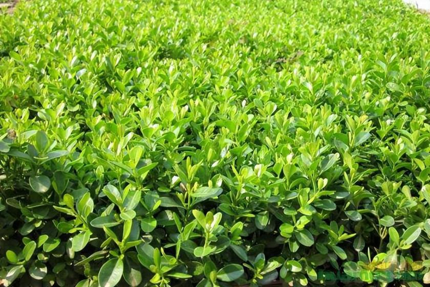 米叶黄杨的养殖方法和注意事项，描述黄杨的栽培技术