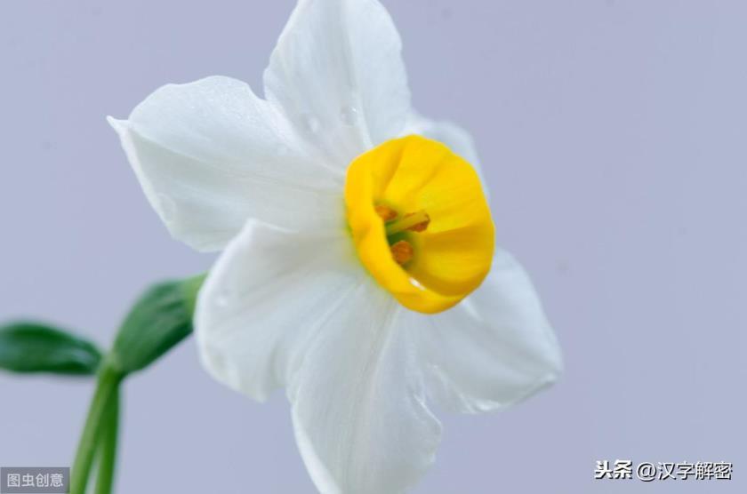 水仙花的花语是什么，描述水仙花代表的含义