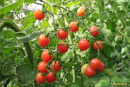 西红柿怎么种植，番茄种植技术和管理