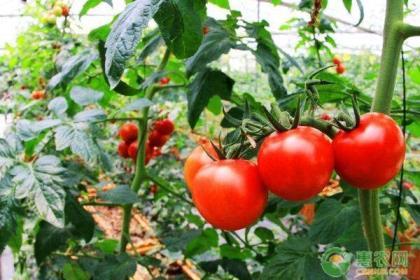 西红柿怎么种植，番茄种植技术和管理
