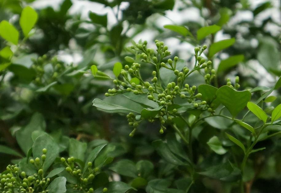 九里香盆景种植方法是什么，栽种九里香的妙招