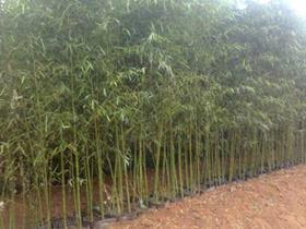 毛竹什么时候种植，毛竹种植技术与管理