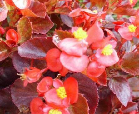 红叶花卉有哪些品种，盘点四种常见红叶花卉