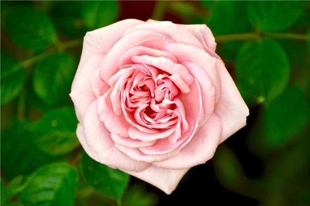 十一朵玫瑰花花语是什么，了解玫瑰代表的含义