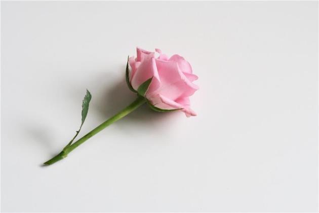 十一朵玫瑰花花语是什么，了解玫瑰代表的含义