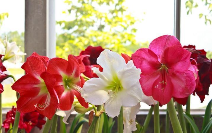 朱顶红花期多长时间，有关朱顶红开花时间