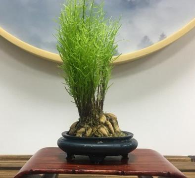 天门冬怎么种植方法，有关天门冬的栽培技术