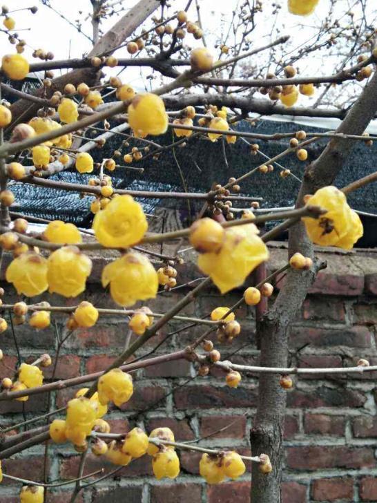 一月有什么花开，盘点一月份的代表花