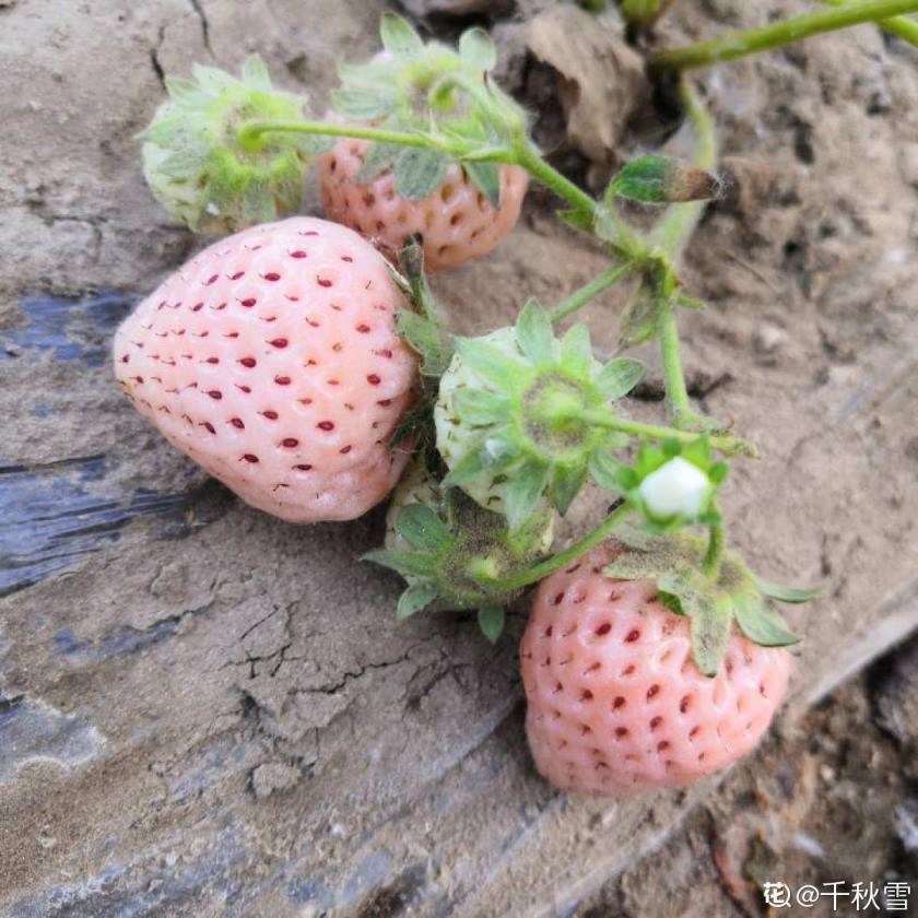 如何种草莓正确的方法，栽种草莓的管理要点