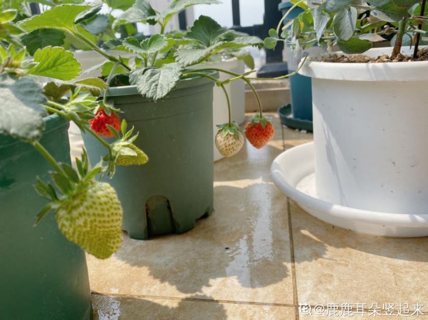 如何种草莓正确的方法，栽种草莓的管理要点