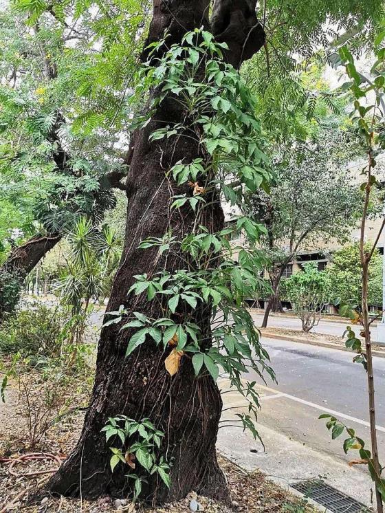 合果芋怎么养护，水培合果芋的养殖方法