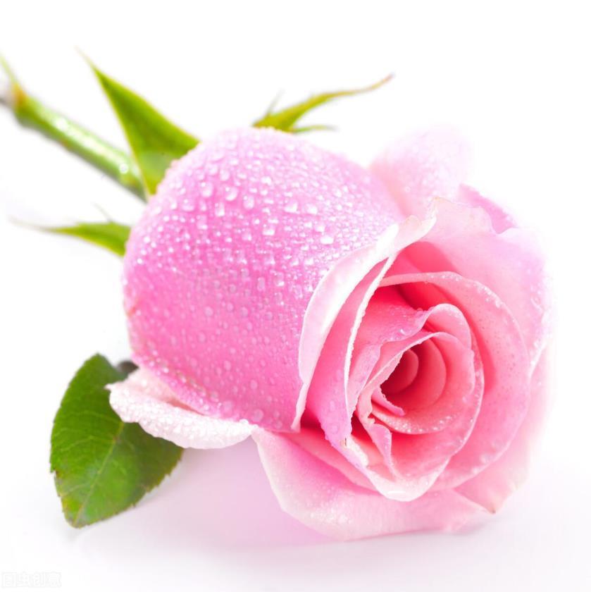 粉色玫瑰花代表什么意思，粉色玫瑰的寓意和象征