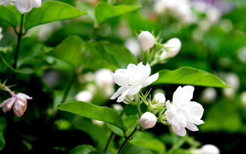 茉莉花适合室内养吗，种植茉莉的方法介绍